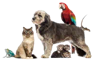 MASCOTAS